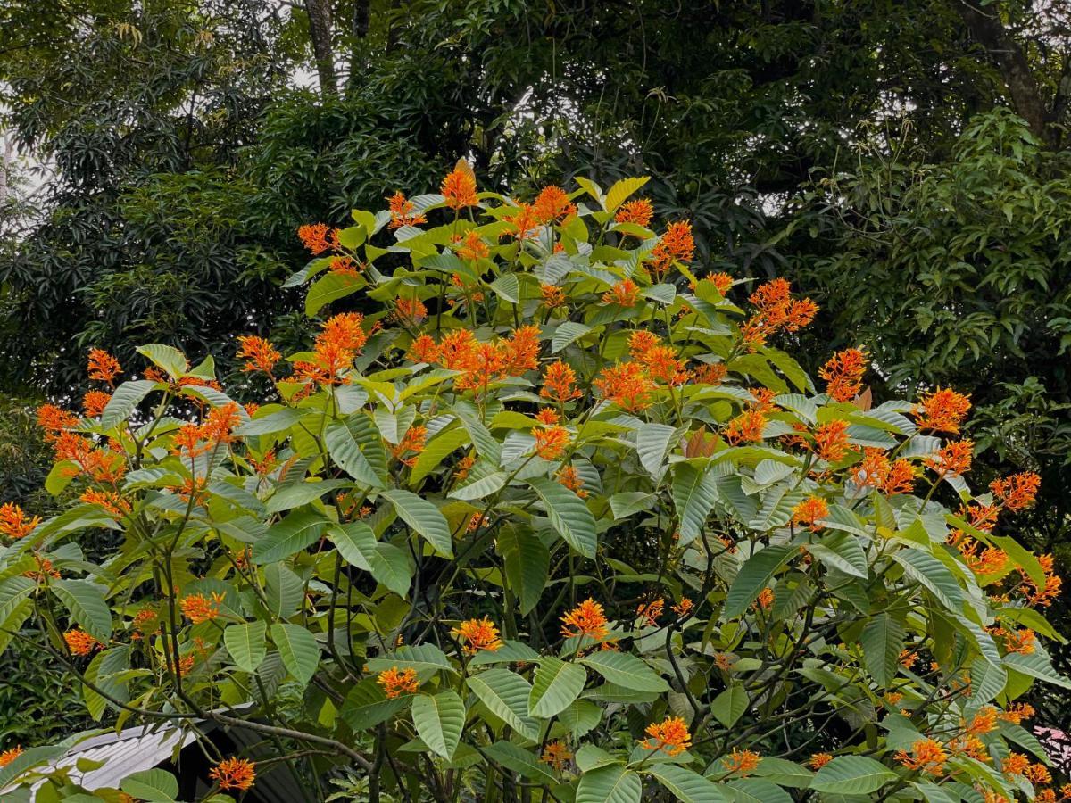 Los Amigos Jungle Hotel Tortuguero Εξωτερικό φωτογραφία