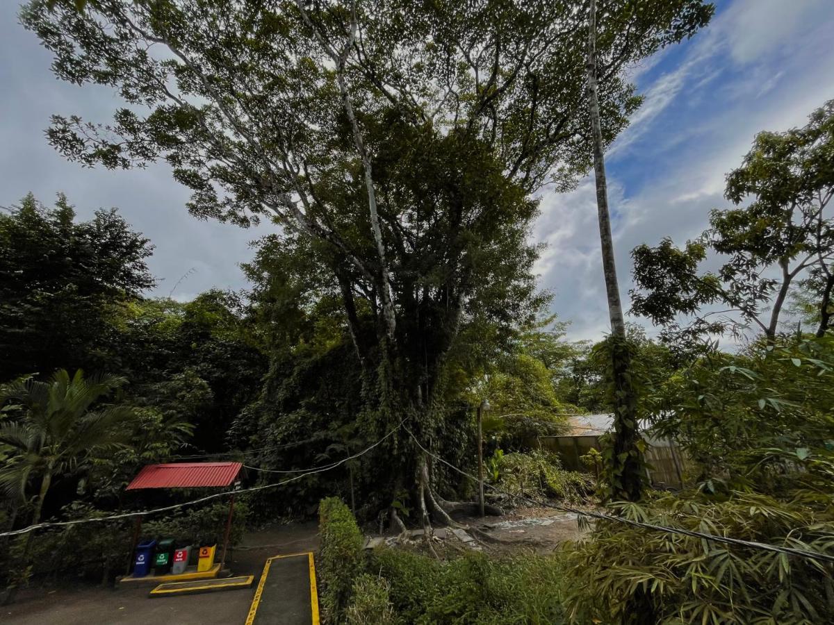 Los Amigos Jungle Hotel Tortuguero Εξωτερικό φωτογραφία