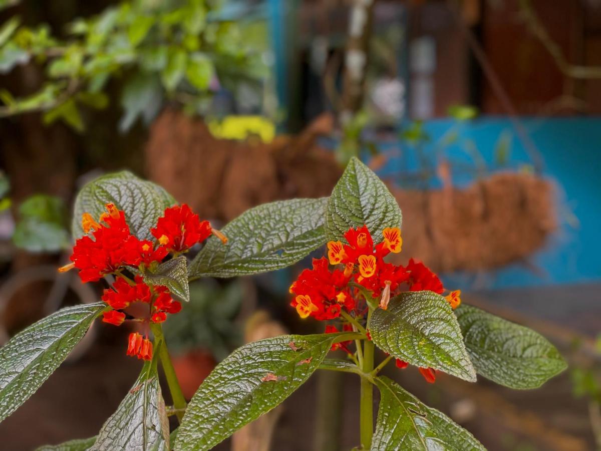 Los Amigos Jungle Hotel Tortuguero Εξωτερικό φωτογραφία
