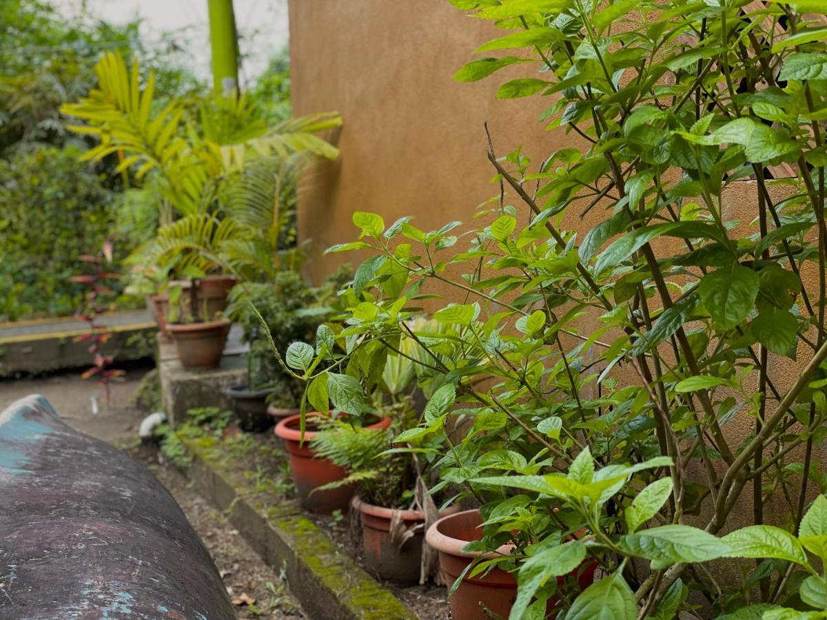 Los Amigos Jungle Hotel Tortuguero Εξωτερικό φωτογραφία