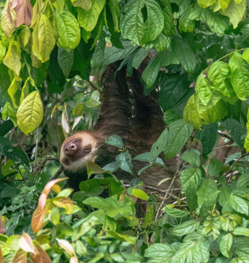 Los Amigos Jungle Hotel Tortuguero Εξωτερικό φωτογραφία
